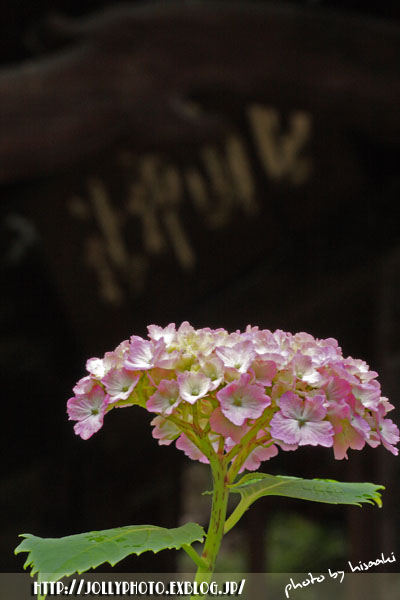 紫陽花 in 白山神社 vol.2_f0167219_1465198.jpg