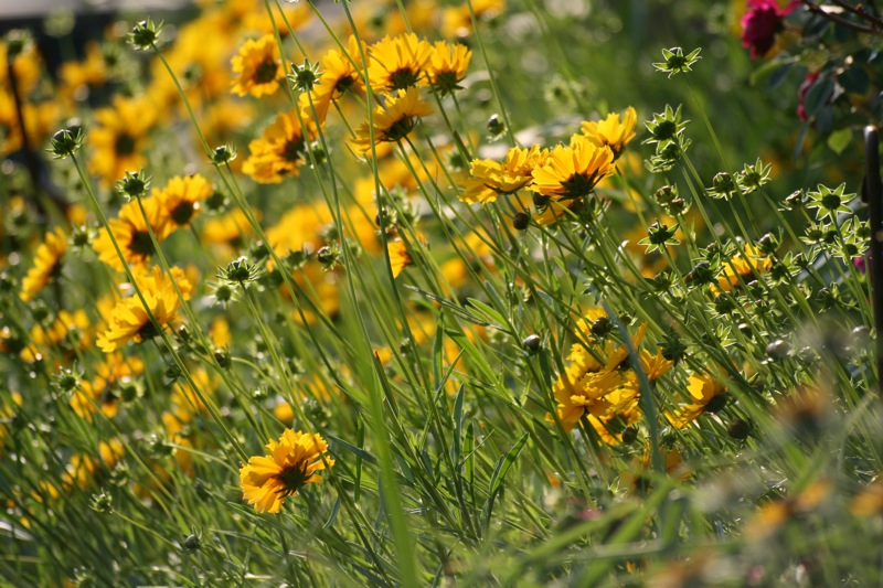 夏を感じる黄色い花 ニューヨークの田舎より