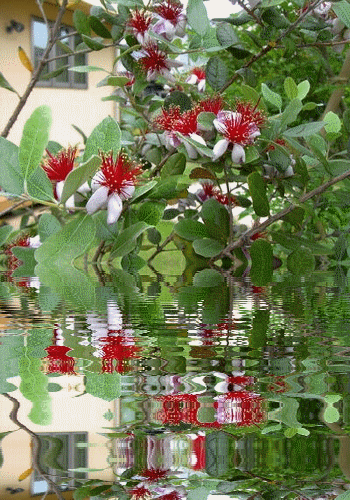 f0031546_10482875.gif