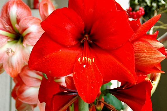 　　我が家の花_b0093754_0183977.jpg