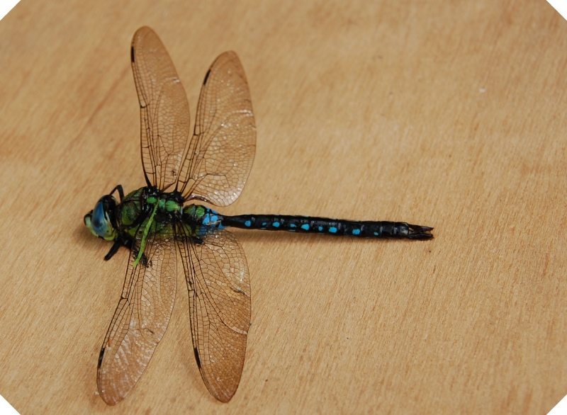 ササユリまつり in うみべの森_c0108460_2241265.jpg