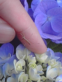 e0136066_1124632.jpg