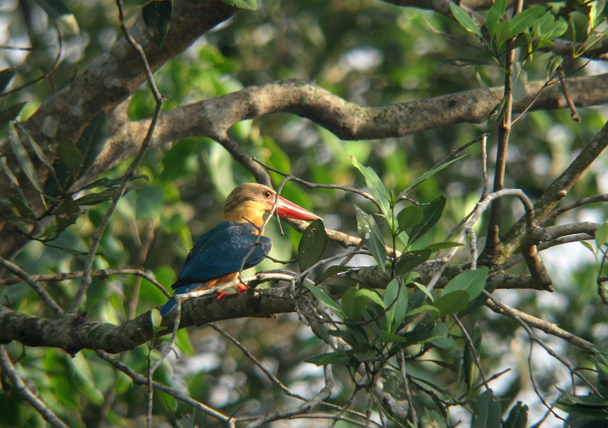 コウハシショウビン　Stork billed Kingfisher_b0039170_23132278.jpg