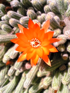 e0046477_1133288.jpg