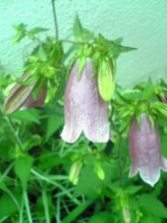 e0046477_11333558.jpg