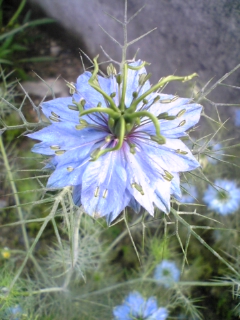 e0046477_11344021.jpg