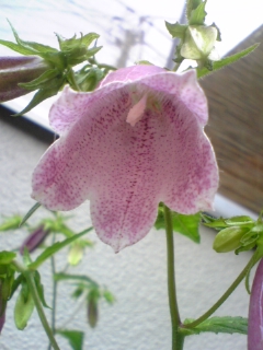 e0046477_1134998.jpg