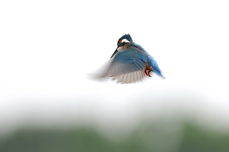 梅雨空のカワセミ_c0069178_1922162.jpg