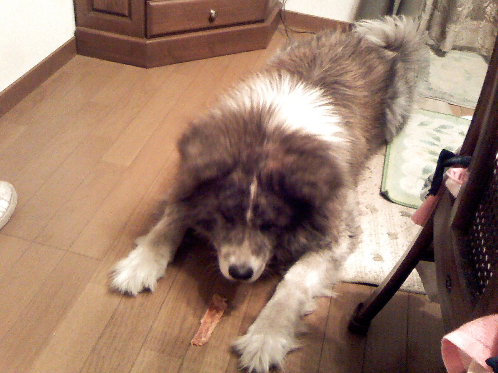 伏せ 秋田犬チャマの日記