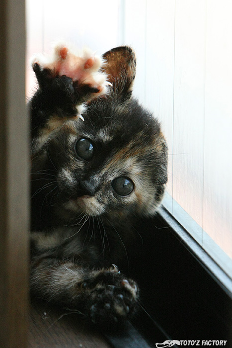 飼い猫へ_a0034287_22283068.jpg