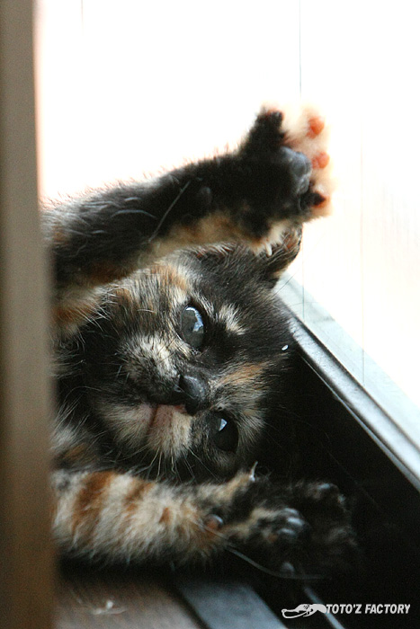 飼い猫へ_a0034287_22284917.jpg
