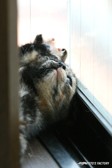 飼い猫へ_a0034287_22292117.jpg