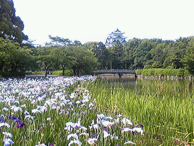 名城公園 「菖蒲」・珈琲館「麗」_c0152507_8355511.jpg