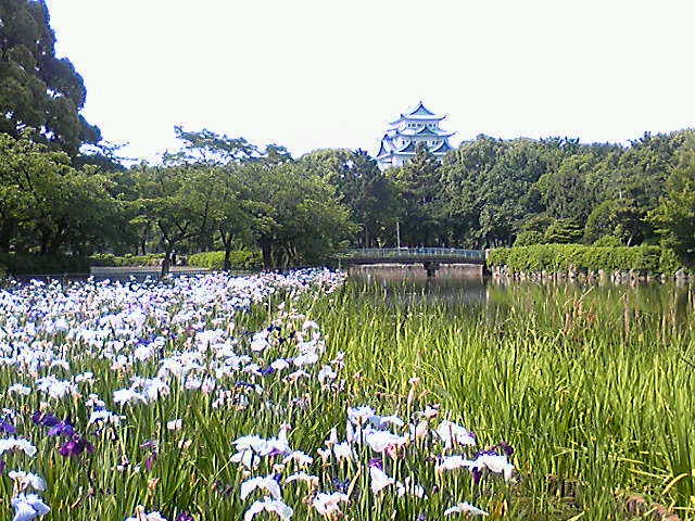 名城公園　「菖蒲」・珈琲館「麗」_c0152507_8355511.jpg