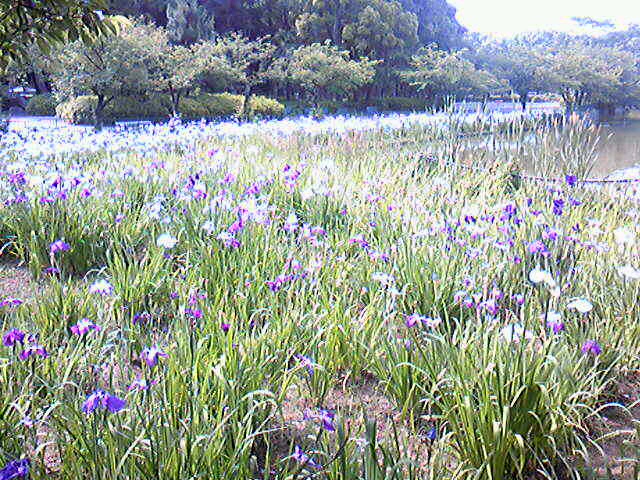 名城公園 「菖蒲」・珈琲館「麗」_c0152507_8362868.jpg