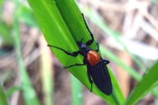 背が赤くて丸いあまりにも奇抜な虫がいました 昆虫ブログ むし探検広場 背が赤くて丸いあまりにも奇抜な虫がいました 昆虫ブログ むし探検広場