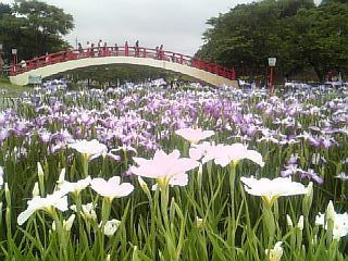 豊橋・加茂菖蒲園_b0125808_19513795.jpg