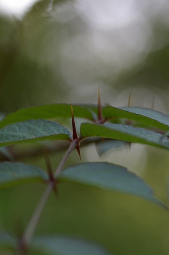 いつかの野草園_e0074308_2118126.jpg