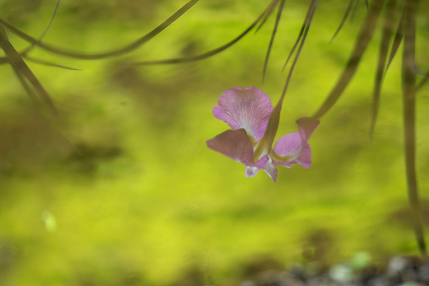 明治神宮の花菖蒲_２_b0010915_21481110.jpg