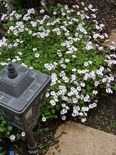 f0170524_22393623.jpg