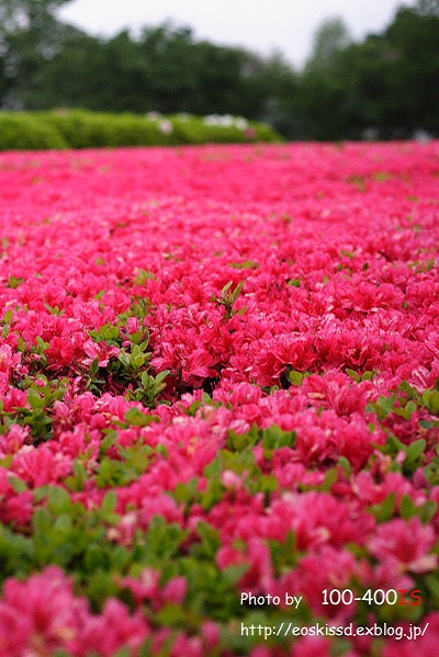 《花》　ツツジ（躑躅）1　50mm（川口グリーンセンター）_c0080036_22565099.jpg