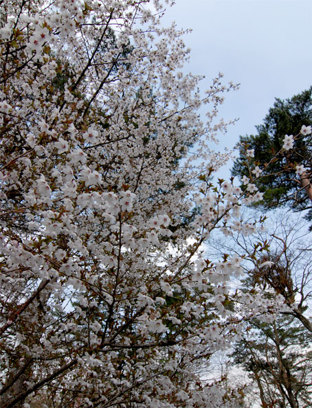 田舎の風景_d0045936_145105.jpg