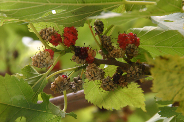 5月から6月の花と虫と。。。_b0032038_2159531.jpg