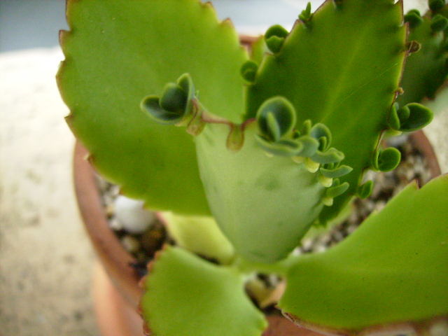 c0089446_18185273.jpg