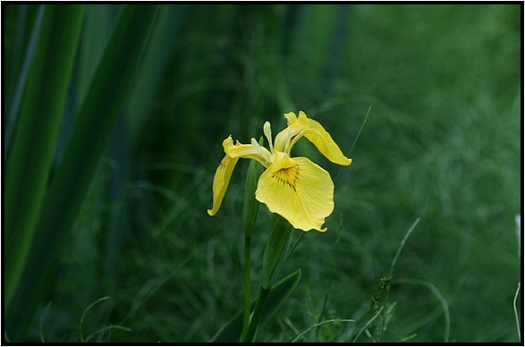 茶臼山に咲く花_e0091347_617135.jpg