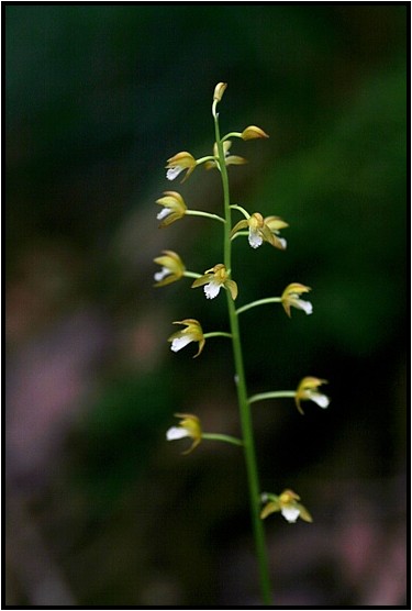 茶臼山に咲く花_e0091347_671775.jpg