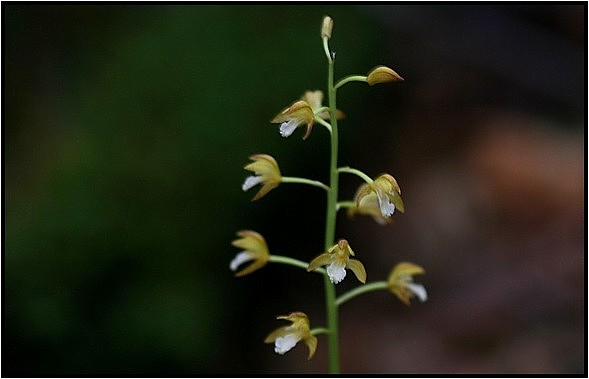 茶臼山に咲く花_e0091347_751841.jpg