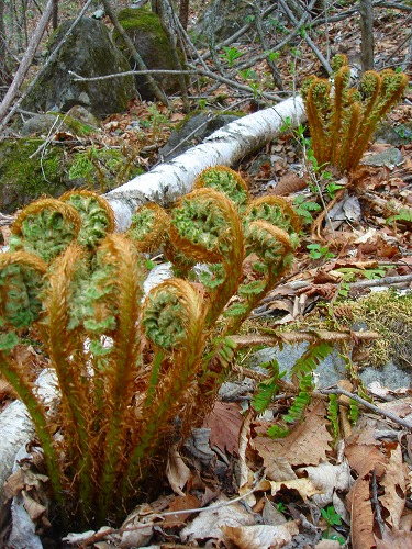 c0119160_07076.jpg