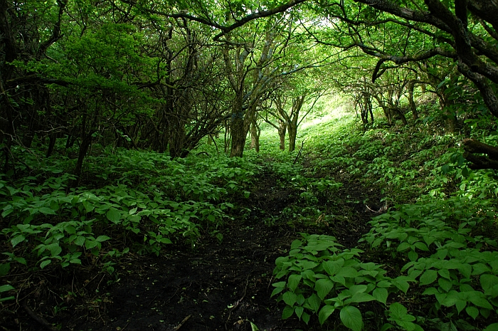 ２００８年初夏の九重詣で②　～平治岳山頂まで編～_e0013365_22484461.jpg