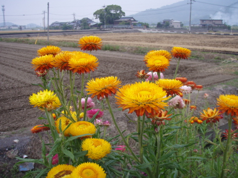 男子バレー_a0077071_1938925.jpg