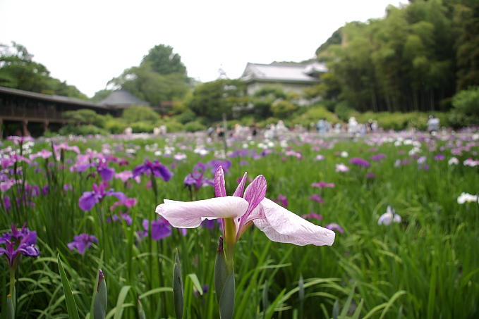 四季の寺_b0116272_23193252.jpg