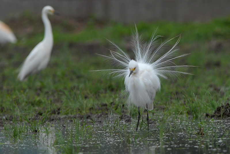 チュウサギ_f0053272_9494788.jpg