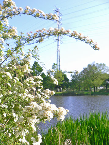 e0112077_112157.jpg