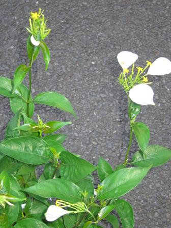 ｢冬を乗り越え花が咲きそう！ハンカチの花」_d0081485_1845856.jpg