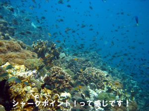 激写の末に待っていたものは…_f0144385_1683354.jpg