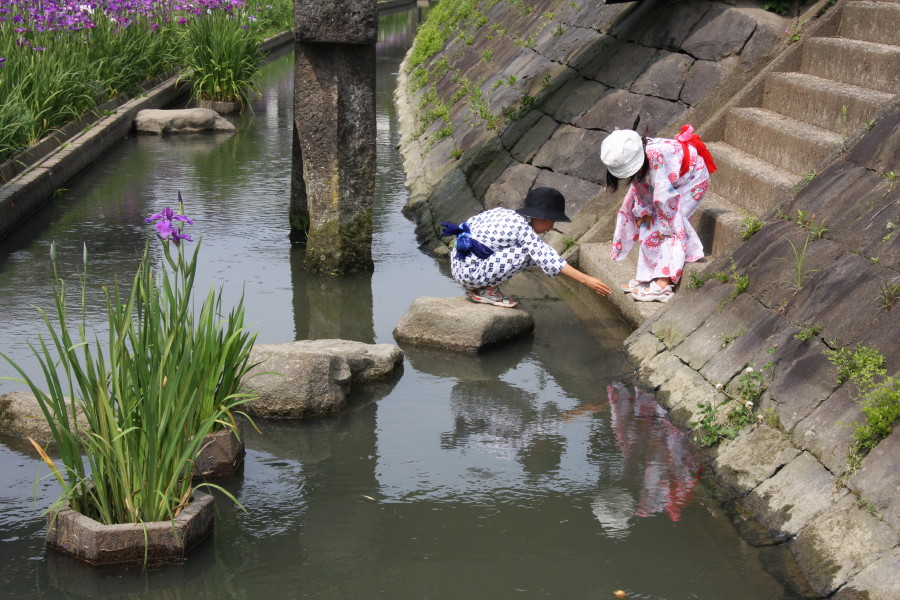 花　菖　蒲　（高瀬裏川）_d0150095_9533860.jpg