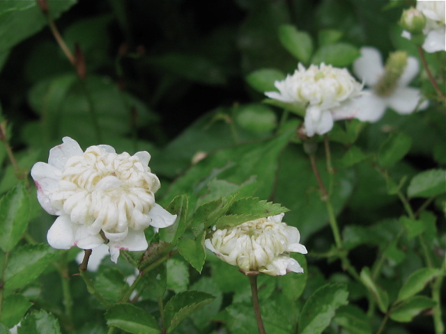 珍しい菊型の花が咲くミニバラ_f0128316_1764037.jpg