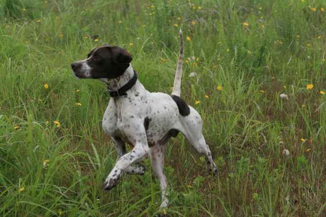 鳥猟犬がいっぱい イングリッシュ コッカー アイラの生活 鳥猟犬がいっぱい イングリッシュ コッカー アイラの生活