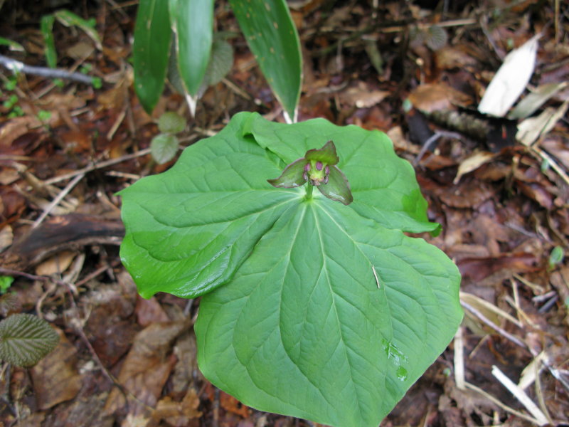 尾瀬で出会った動植物_f0017530_20345979.jpg