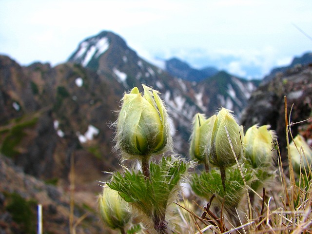 ６月８日（日）硫黄岳～横岳の花達♪_b0097836_18493094.jpg