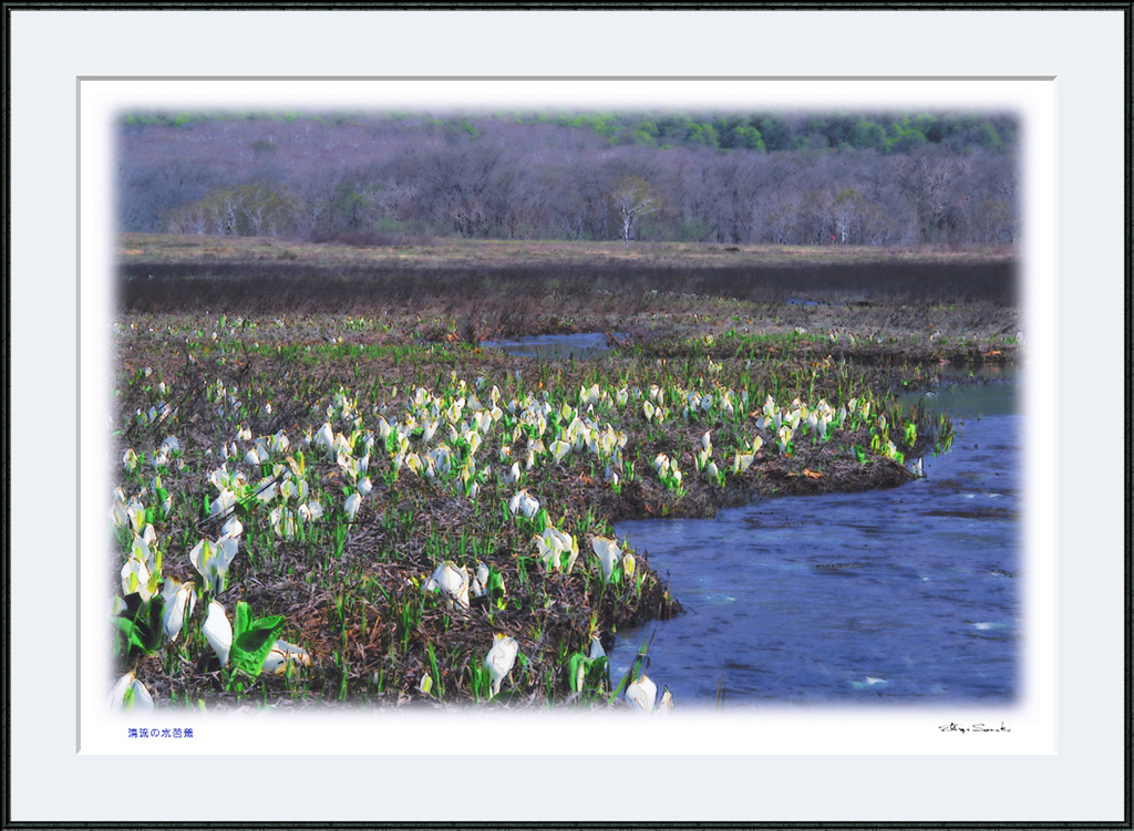 夏の思い出２ 尾瀬の水芭蕉 光 塗人 の デジタル フォト グラフィック アート Digital Photographic Artworks