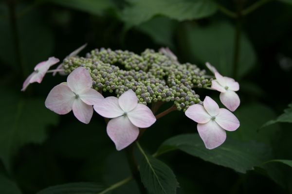 6 月の花に想いを・・・_e0082045_16251799.jpg