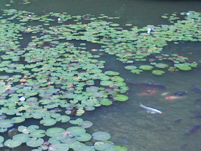 善宝寺　貝喰みの池 (かいばみのいけ)_f0111747_2051438.jpg