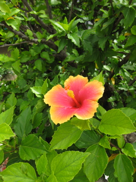 b0058450_50035.jpg
