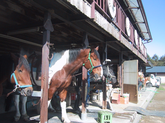 キャンプレポートｉｎ野辺山高原ａｔ滝沢牧場２００７１０１９〜ー３_f0046250_11541629.jpg