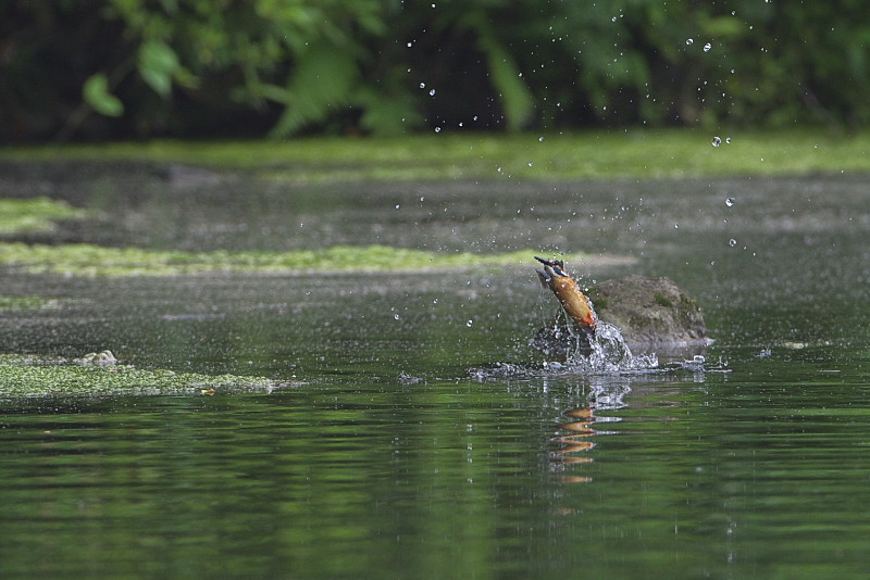 水絡み（その２）_d0125872_22392144.jpg